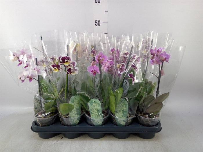 <h4>Phalaenopsis multi.   ...mix  3</h4>