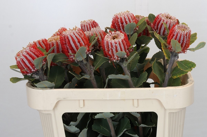 <h4>Banksia Coccinea</h4>