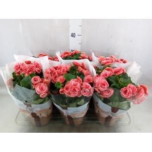 Begonia elat. DU 'Borias'