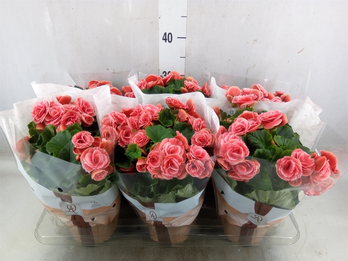 <h4>Begonia elat. DU 'Borias'</h4>