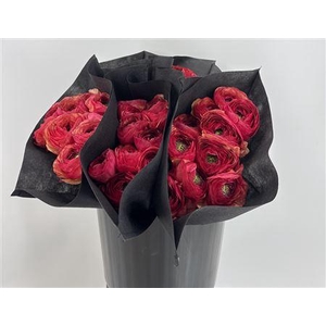 Ran Suc 778 Pc Pesca Sup