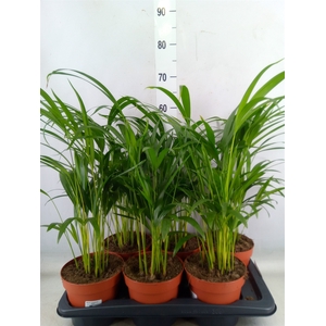 Dypsis lutescens   ...Chrysalidoca