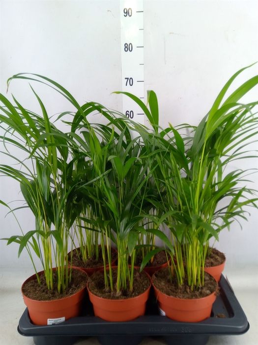<h4>Dypsis lutescens   ...Chrysalidoca</h4>