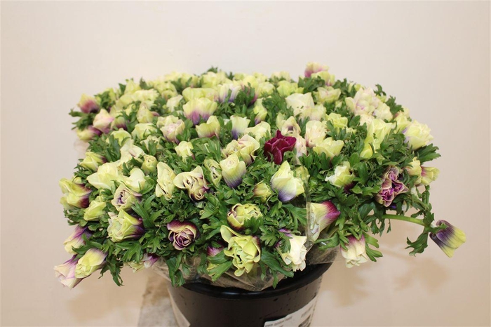 <h4>Anem Rainbow Happy</h4>