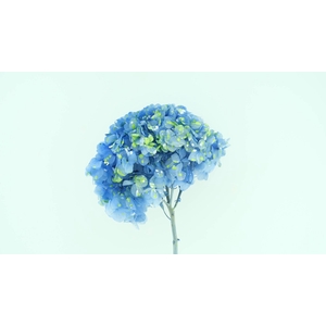 Hydrangea Anna Preserved Vibrant Mountain