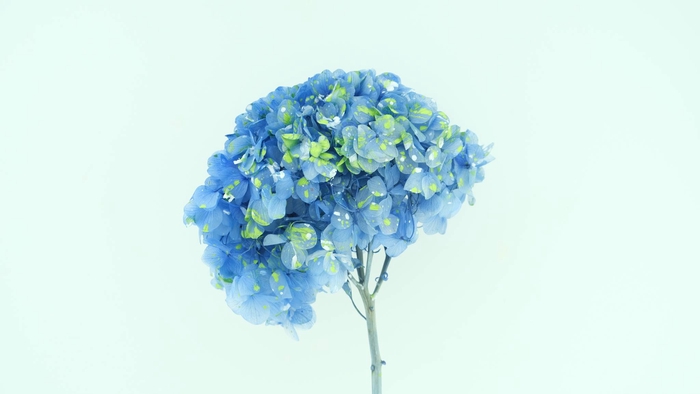 <h4>Hydrangea Anna Preserved Vibrant Mountain</h4>