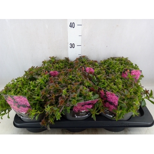 Sedum spurium 'Spot on deep Rose'