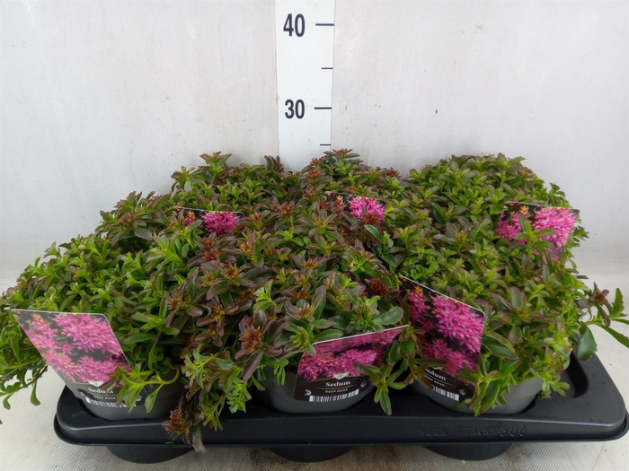 <h4>Sedum spurium 'Spot on deep Rose'</h4>
