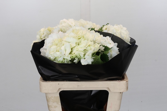 <h4>Hydrangea White Premium</h4>