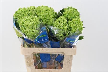 <h4>Hydrangea Groen</h4>