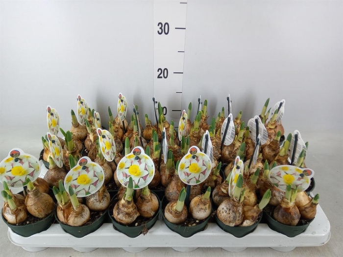 <h4>Narcissus ...</h4>