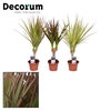 Dracaena gemengd op stam 7 cm (Decorum)