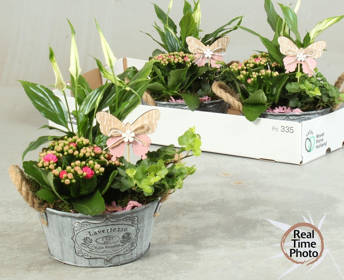 <h4>ARR KAMERPL</h4>