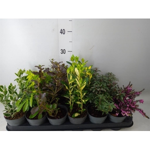 Heesters   ...mix          [Scrubs]