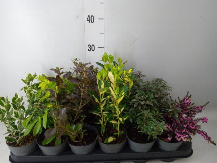 <h4>Heesters   ...mix          [Scrubs]</h4>