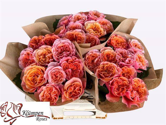 <h4>Rosa Garden South Park</h4>