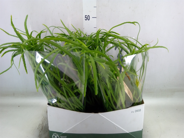 <h4>Rhipsalis   ...</h4>