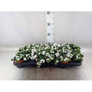 Sutera  'White Showers'