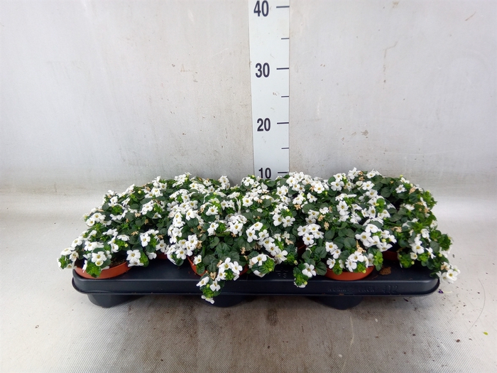 <h4>Sutera  'White Showers'</h4>