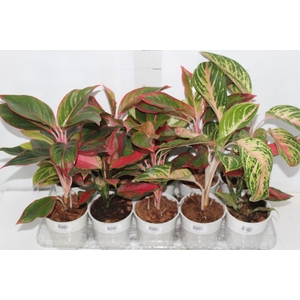 AGLAONEMA VARIADA P12