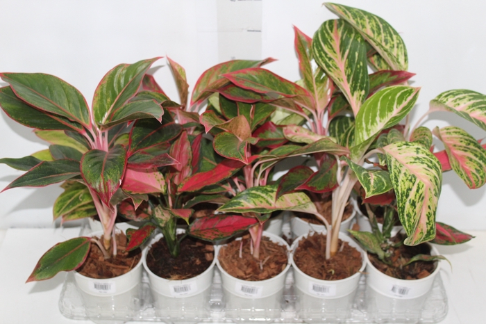 <h4>AGLAONEMA VARIADA P12</h4>