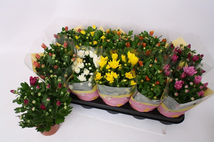 <h4>CHRYS GEM 7 KL</h4>