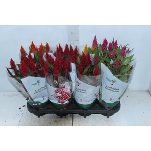 CELOSIA P14 VARIADO