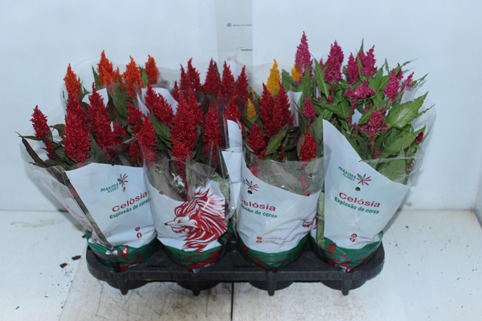 <h4>CELOSIA P14 VARIADO</h4>