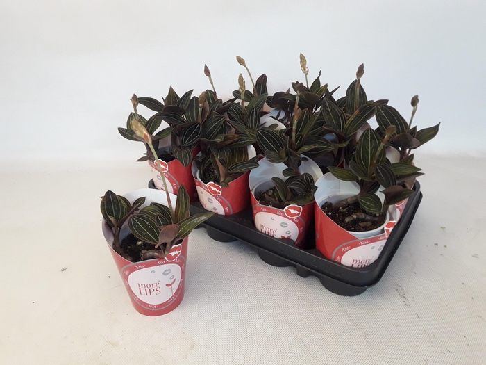 <h4>LUD DISCOLOR</h4>