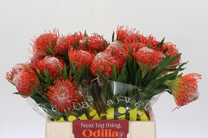 <h4>Nutans Tango</h4>