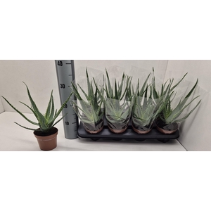 ALOE ARBORESCENS