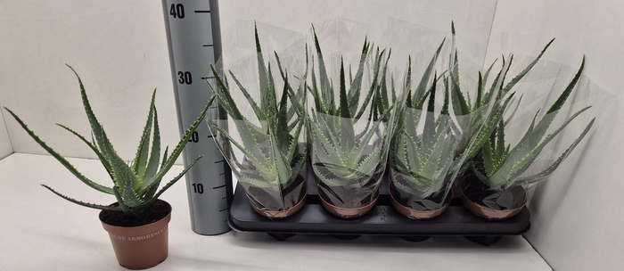 <h4>ALOE ARBORESCENS</h4>