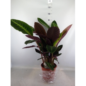 Calathea warscewiczii