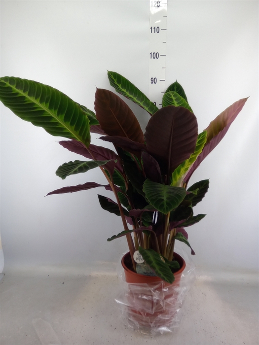 <h4>Calathea warscewiczii</h4>