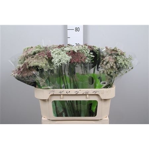 Daucus Carota Dara
