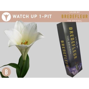 LI LF WATCH UP 1pit QUALITY BOX