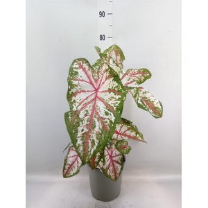 Caladium   ...