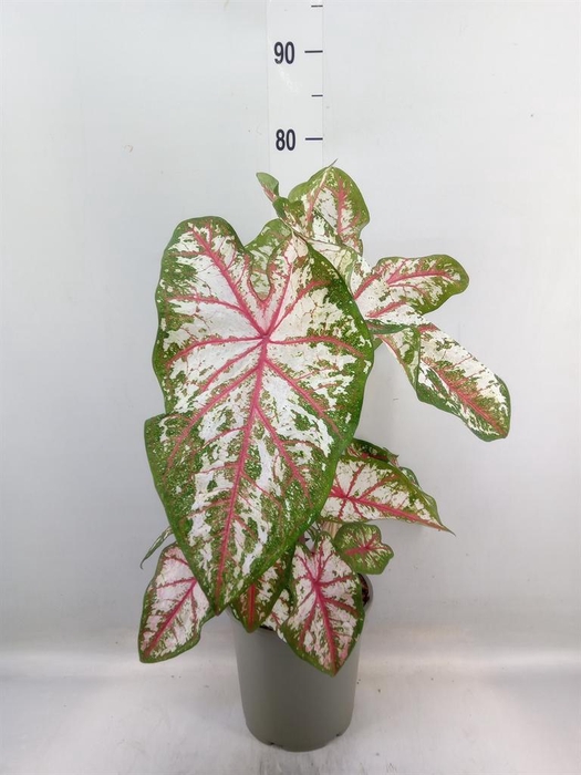 <h4>Caladium   ...</h4>
