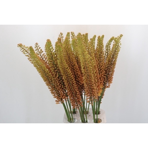 Eremurus Emmy Ro