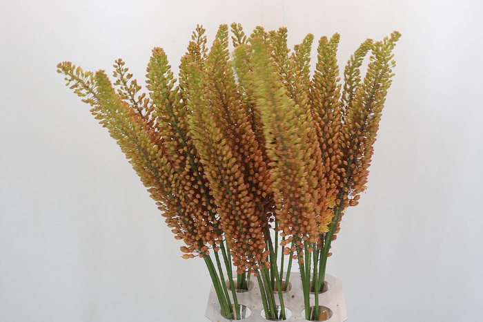Eremurus Emmy Ro