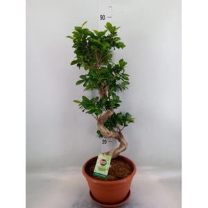 Ficus microcarpa 'Ginseng'