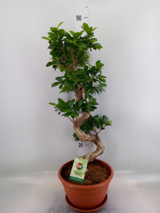 <h4>Ficus microcarpa 'Ginseng'</h4>