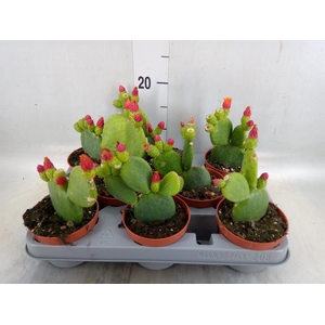 Opuntia