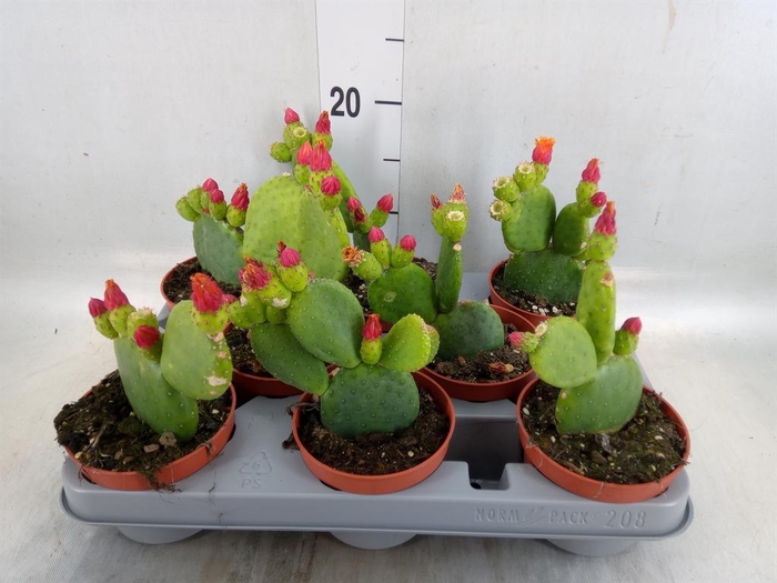<h4>Opuntia</h4>