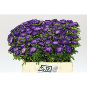 Callistephus Mats Dark Blue