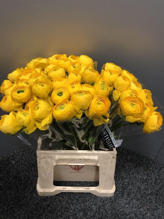 <h4>Ran Suc Omega</h4>