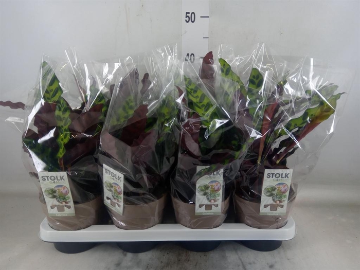 <h4>Calathea lancifolia</h4>