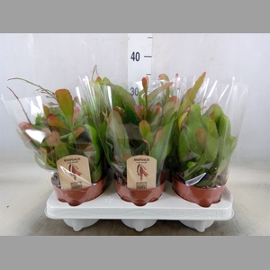 Rhipsalis   ...