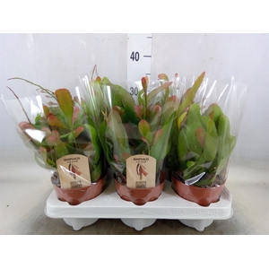 Rhipsalis   ...