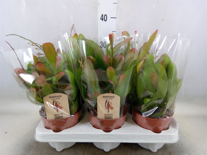 <h4>Rhipsalis   ...</h4>